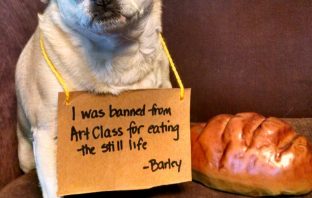 Guilty Dogs Caught In the Act