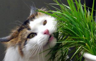Easy DIY Projects To Make Your Home More Pet Friendly