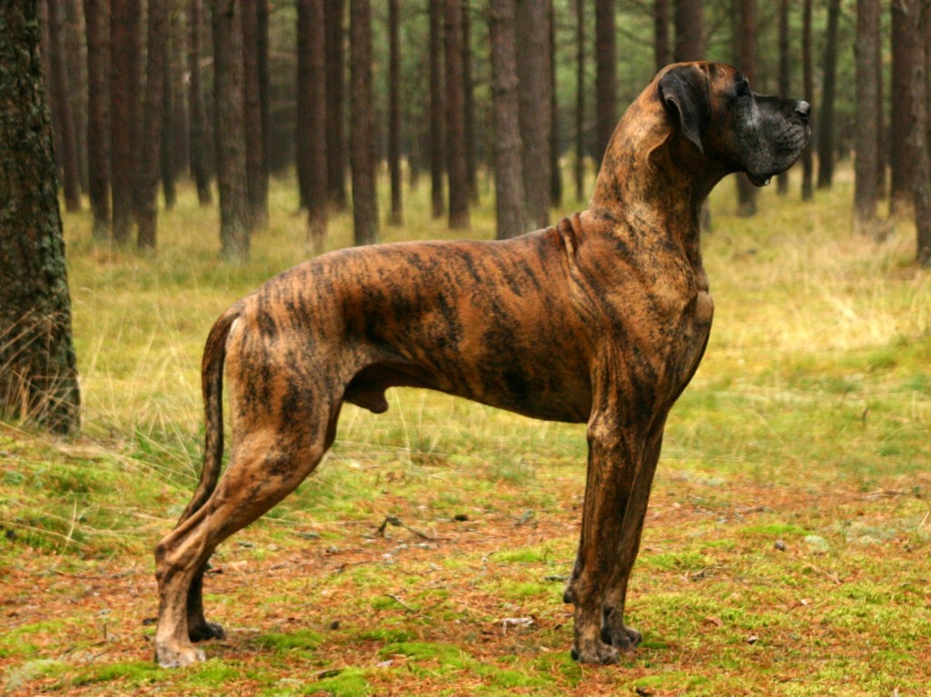 top ten loyal dog breeds