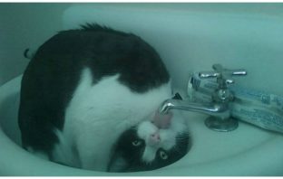 These Cats Reign Supreme In Their Homes, And It’s Hilariously Cute!