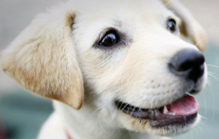 Animal Control Officers Will Sleep Outside To Raise Awareness of Animals Left in the Cold