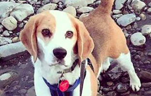 Missing Dog Found After Over 1,000 People Help in Search