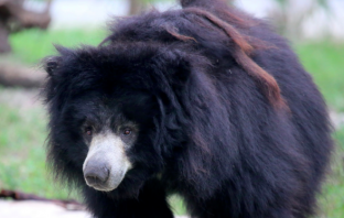 Family Mistakenly Raises Wild Bear As A Pet
