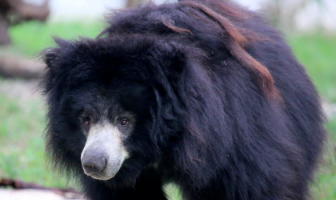 Family Mistakenly Raises Wild Bear As A Pet