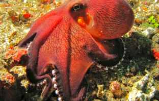 Fish Market Owners Buys Octopus So He Can Return It To the Wild