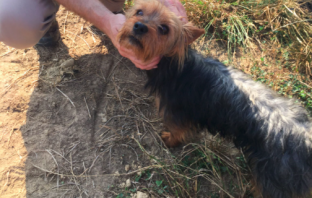 Dog Saves the Day When Toddler Goes Missing All Night in Cornfield