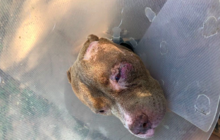 Couple Drives 16 Hours Both Ways To Retrieve Missing Dog