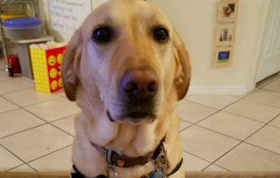 Service Dog Gets Her Picture in School Yearbook