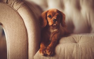 Popular WeRateDogs Account Faces Controversy