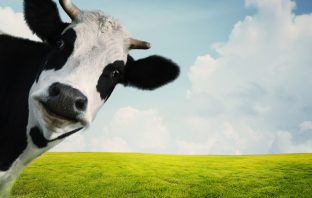Cow Cuddling–Who Knew?
