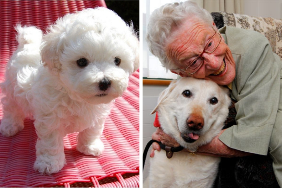 best dog breeds for older adults