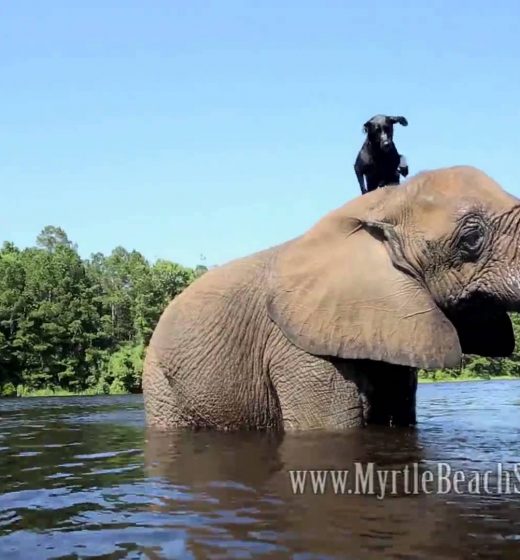 The Story Of These Best Friends Will Give You All The Feels