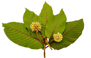 Is Kratom A Solution To The Opioid Crisis Or Part Of The Problem?