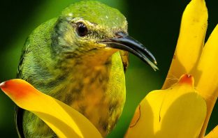 Eight Bird Species Declared Extinct Or Nearly Extinct