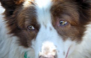 Former Canine Mayor Of Kentucky Passes Away