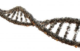 DNA Analysis of “Atacama Alien” Generates Controversy