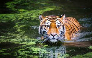Calvin Klein Cologne Could Be Key To Capturing Killer Tiger