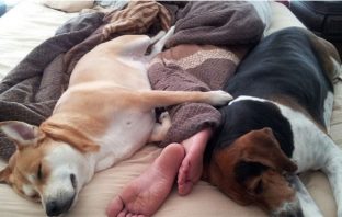 Studies Show Dogs Are The Best Partners For A Restful Nights Sleep