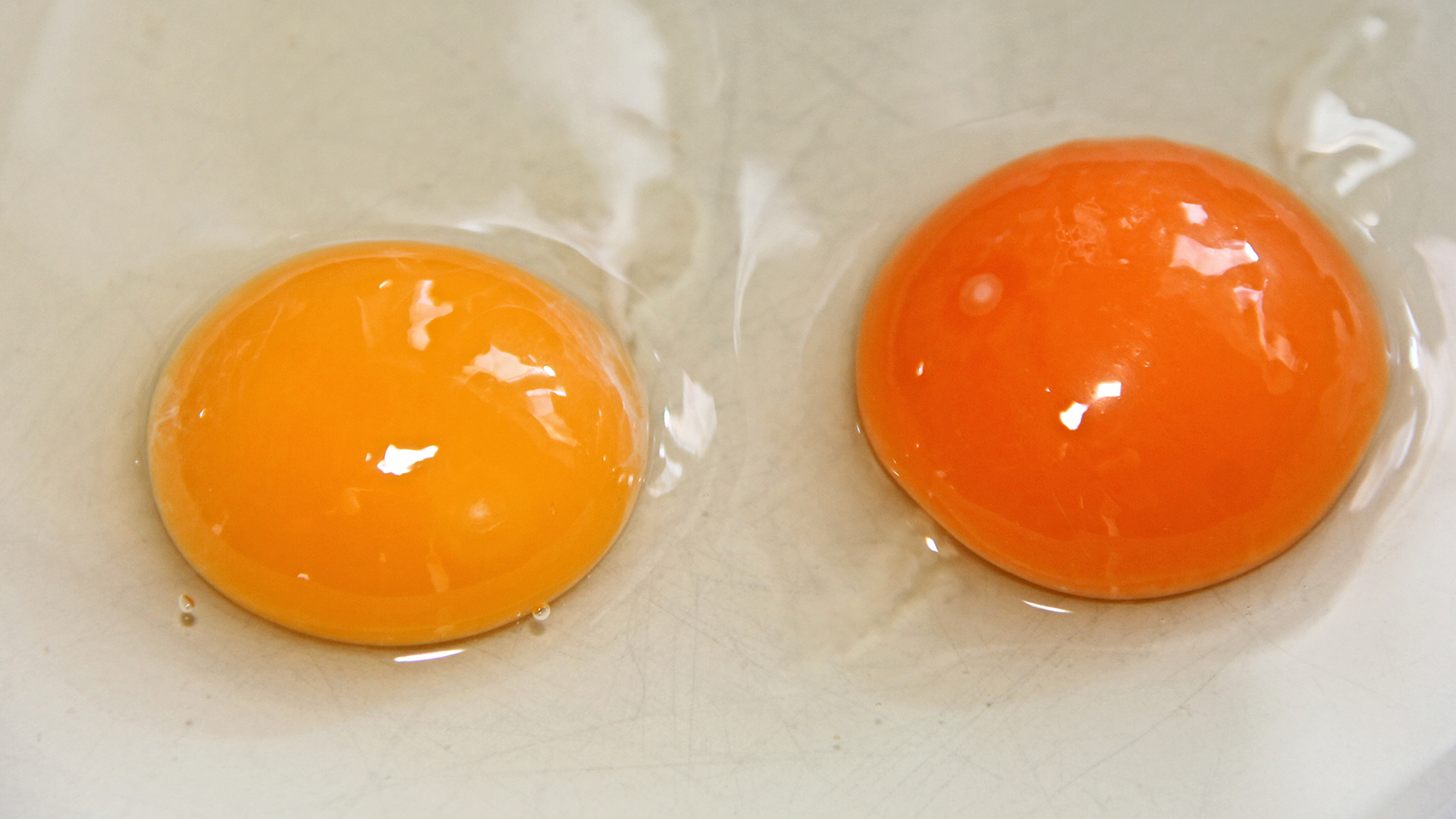 The Color Of An Egg’s Yolk Can Speak Volumes