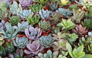 3 Care Tips for Succulents