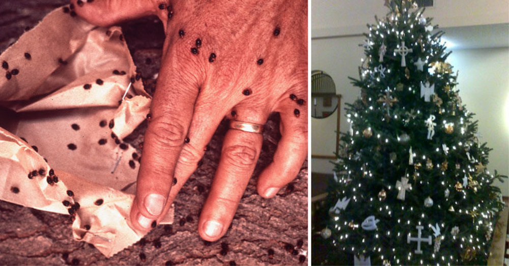 The Odds Are Good Your Live Christmas Tree Is Full Of Bugs