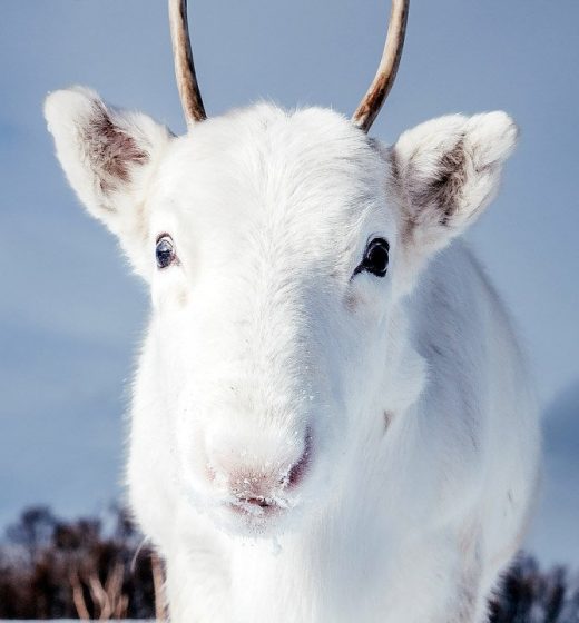 Rare White Reindeer Seen in Norway
