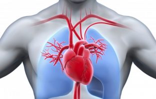 Scientists Have Discovered A Method For The Heart To Heal Itself—Even After A Serious Heart Attack