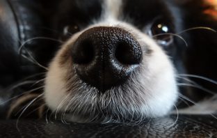 Dogs Can Be Identified by Their Noseprints