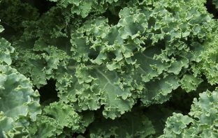 Kale Candy Canes Exist