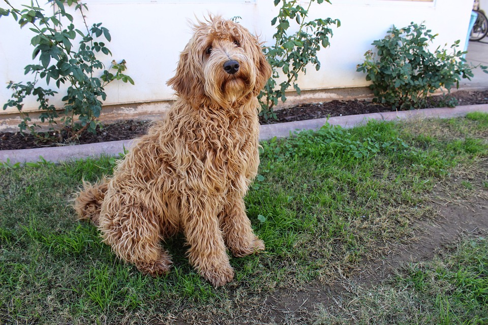 labradoodles and allergies
