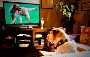 Scientists Say YES Your Dog IS Watching TV With You