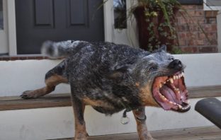 Not Family Friendly: Dog Breeds That Might Cause Your Homeowners Insurance To Skyrocket