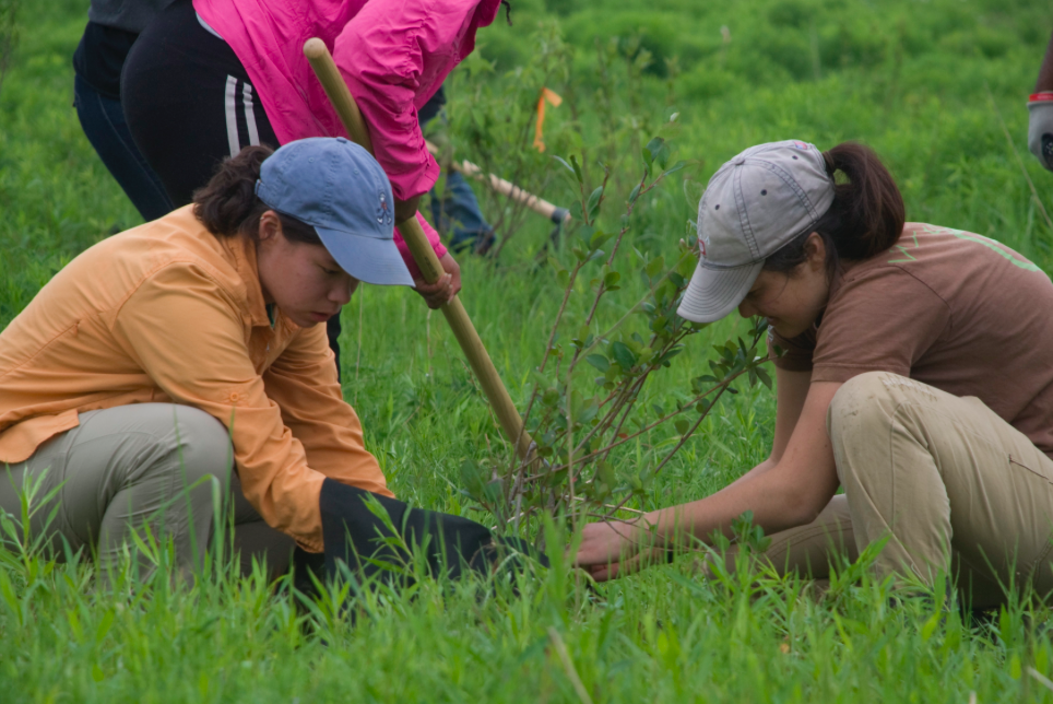 Amazon Rainforest To Receive 73 Million New Trees in Reforestation Effort
