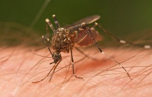 What Exactly Attracts Mosquitoes?