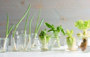 3 Best Foods to Regrow from Scraps