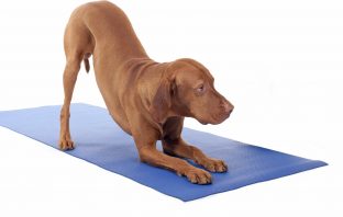 Yoga Is Going To The Dogs