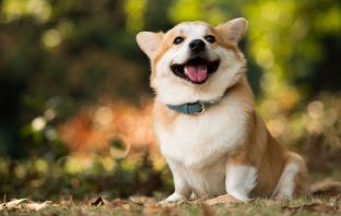 Research Shows Your Dog Can Actually Tell Who Is And Is Not Trustworthy