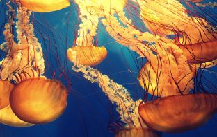 Scientists Create Jellyfish-Inspired Electronic Skin
