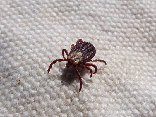 How To Keep Ticks Away From Your Pets