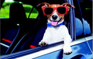 Stop Letting Your Pooch Ride Shotgun