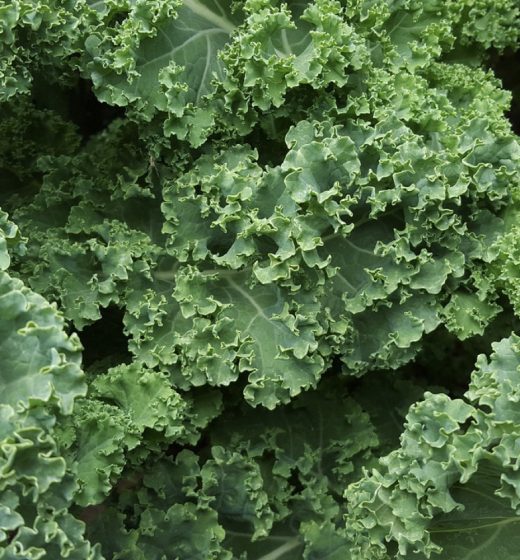 Kale Candy Canes Exist