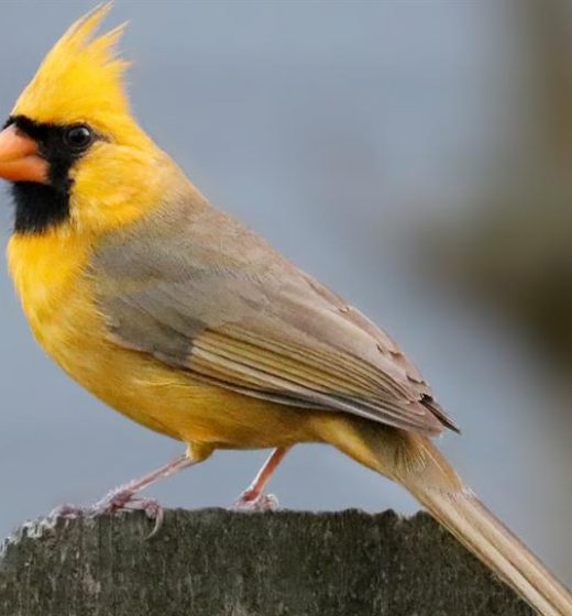 One In A Million Cardinal Spotted In Florida