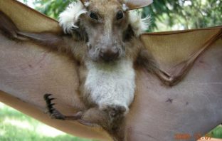 Adorable Species Of Bat That Resembles A Dog