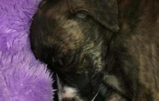 Florida Officer Is Unsung Hero After Saving Pup