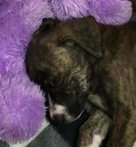 Florida Officer Is Unsung Hero After Saving Pup