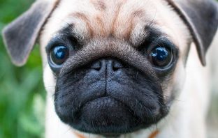 Can My Furry Companion Get CoVid-19?