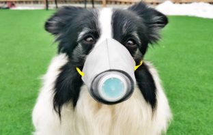 Owners Worry If The Covid-19 Virus Can Hurt Their Pets