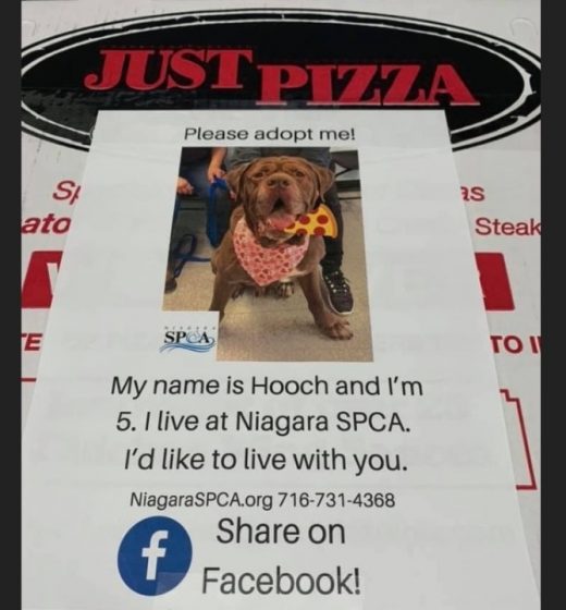 Pups On Pizza Boxes