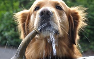 Tips To Keep Your Furry Companion From Overheating