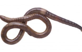 Jumping Earthworms Invade New York